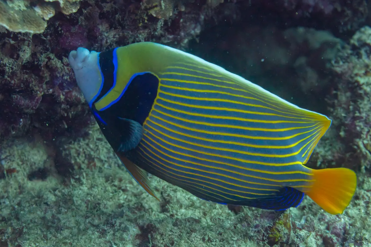 Emperor angelfish on a reef in the western Indian Ocean