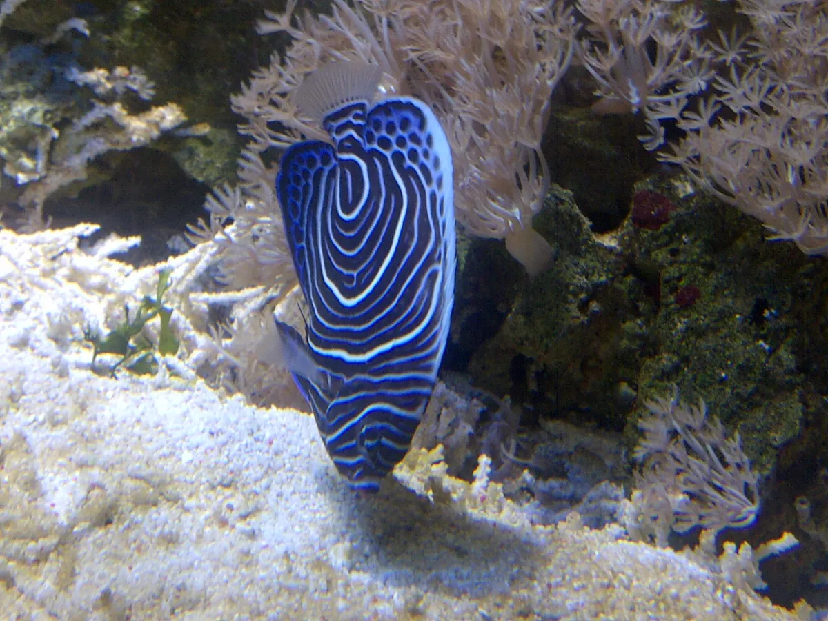 Emperor angelfish showing full adult body size