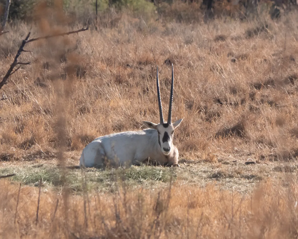 Arabian oryx feeding