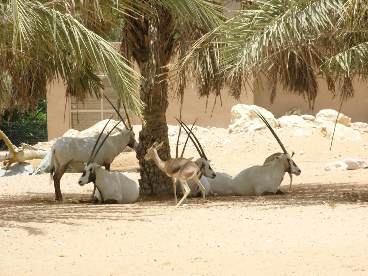Arabian oryx standing together