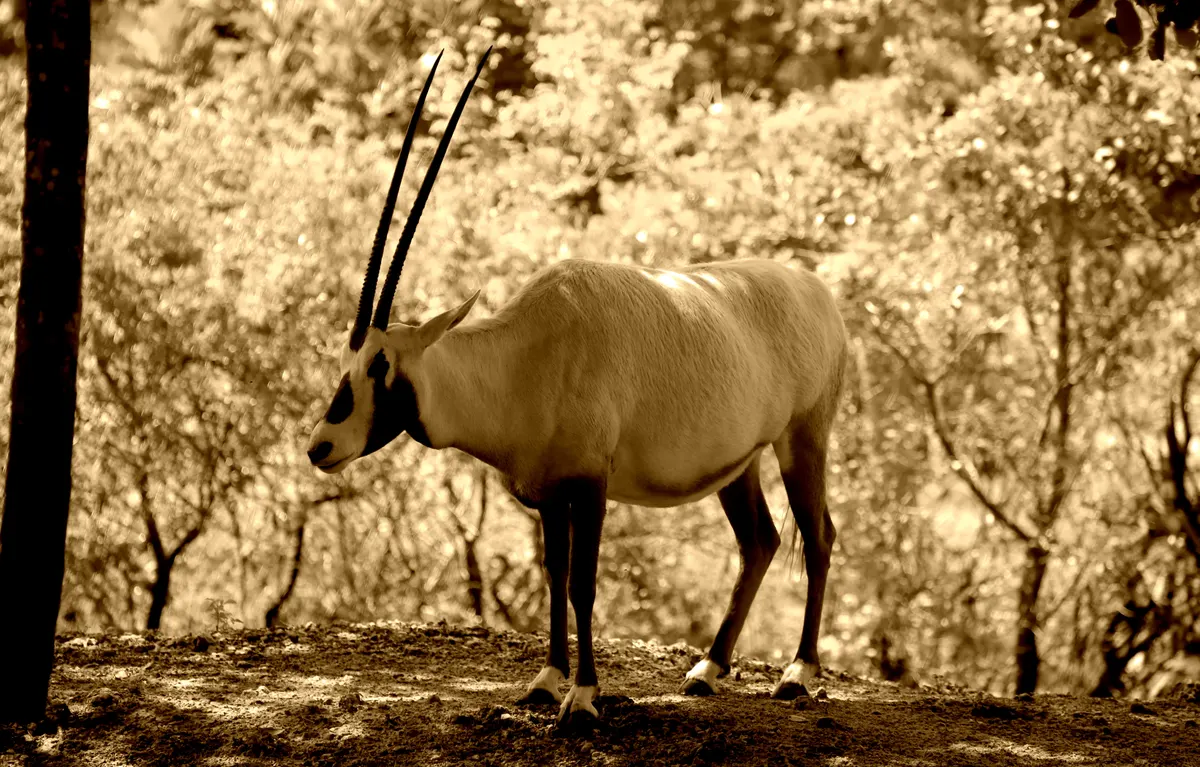 Arabian oryx on desert sand