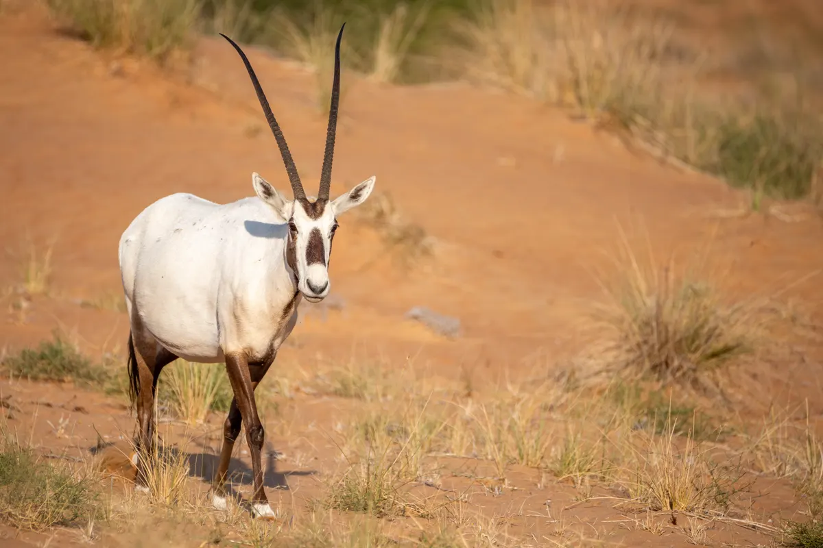 Arabian oryx in a desert conservation reserve