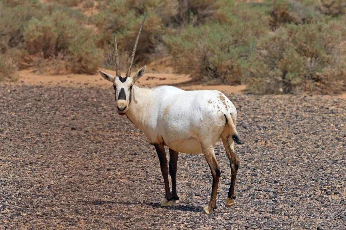 White Arabian oryx with long straight ringed horns in the desert
