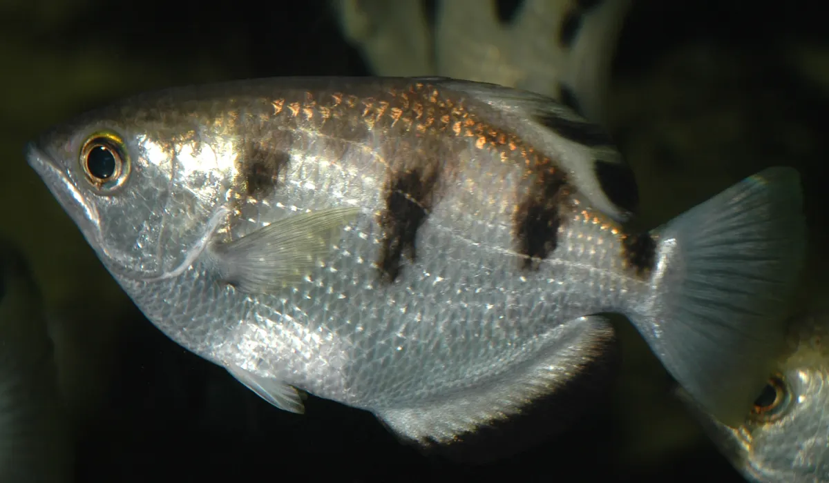 A juvenile banded archerfish practicing its hunting posture near the surface