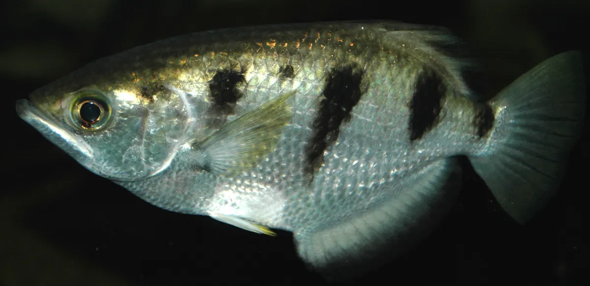 Crisp close-up of an archerfish's large binocular eyes and pointed upward-angled mouth