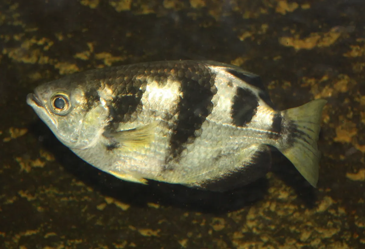 A young archerfish exploring the shallow upper waters of its habitat