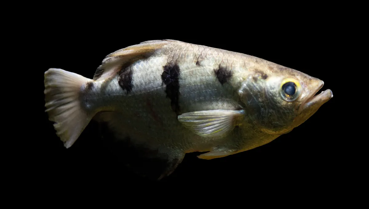 Archerfish stalking an insect target near the calm water surface