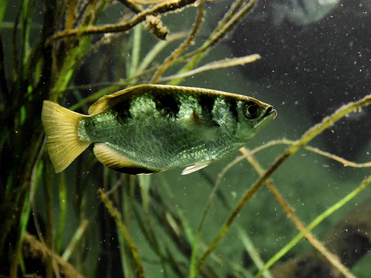 A beautiful banded archerfish resting near its schooling peers