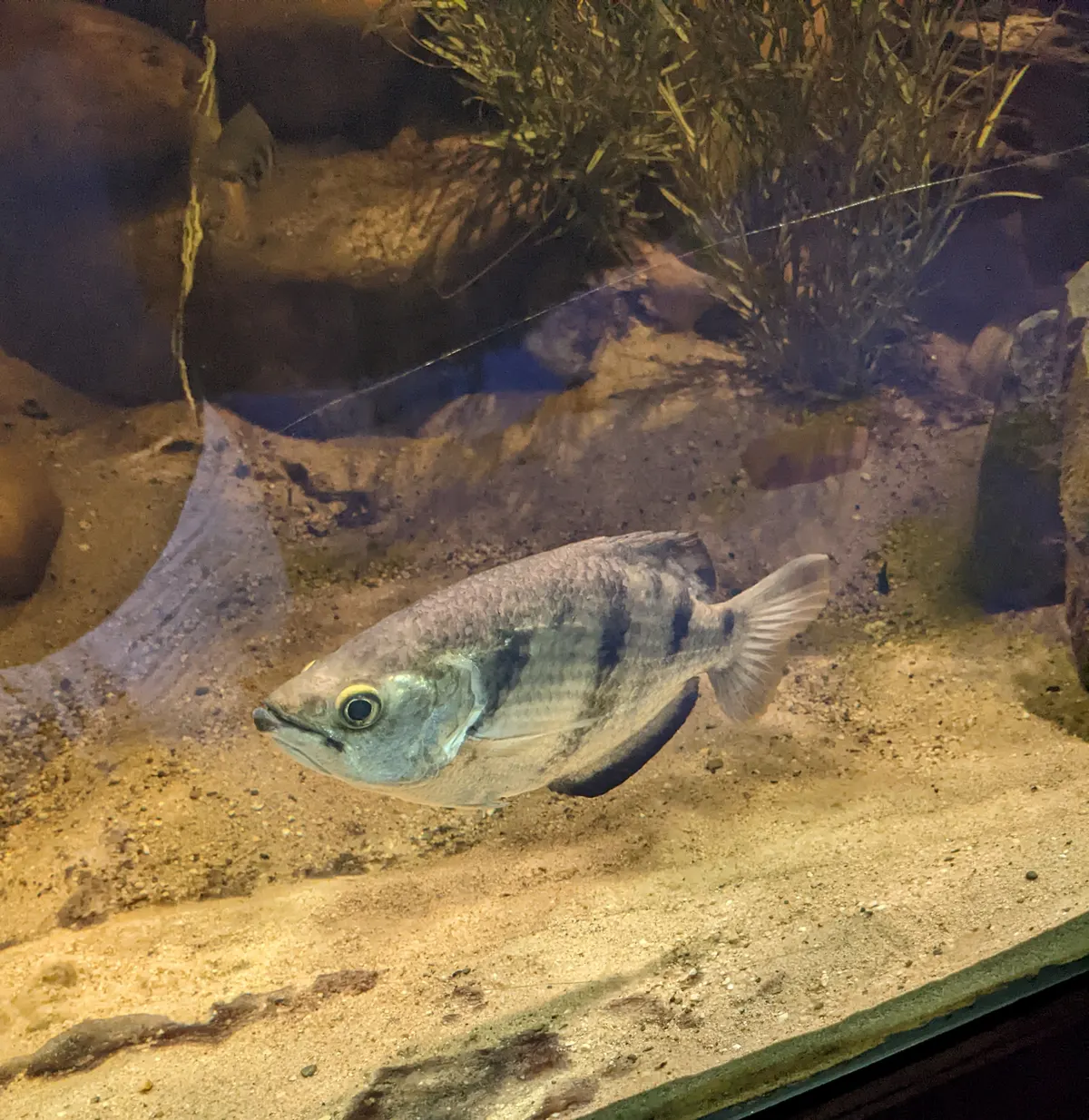 Archerfish swimming peacefully amidst beautiful overhanging foliage and roots