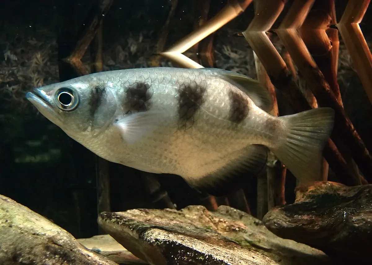Banded archerfish swimming beautifully in crystal-clear water