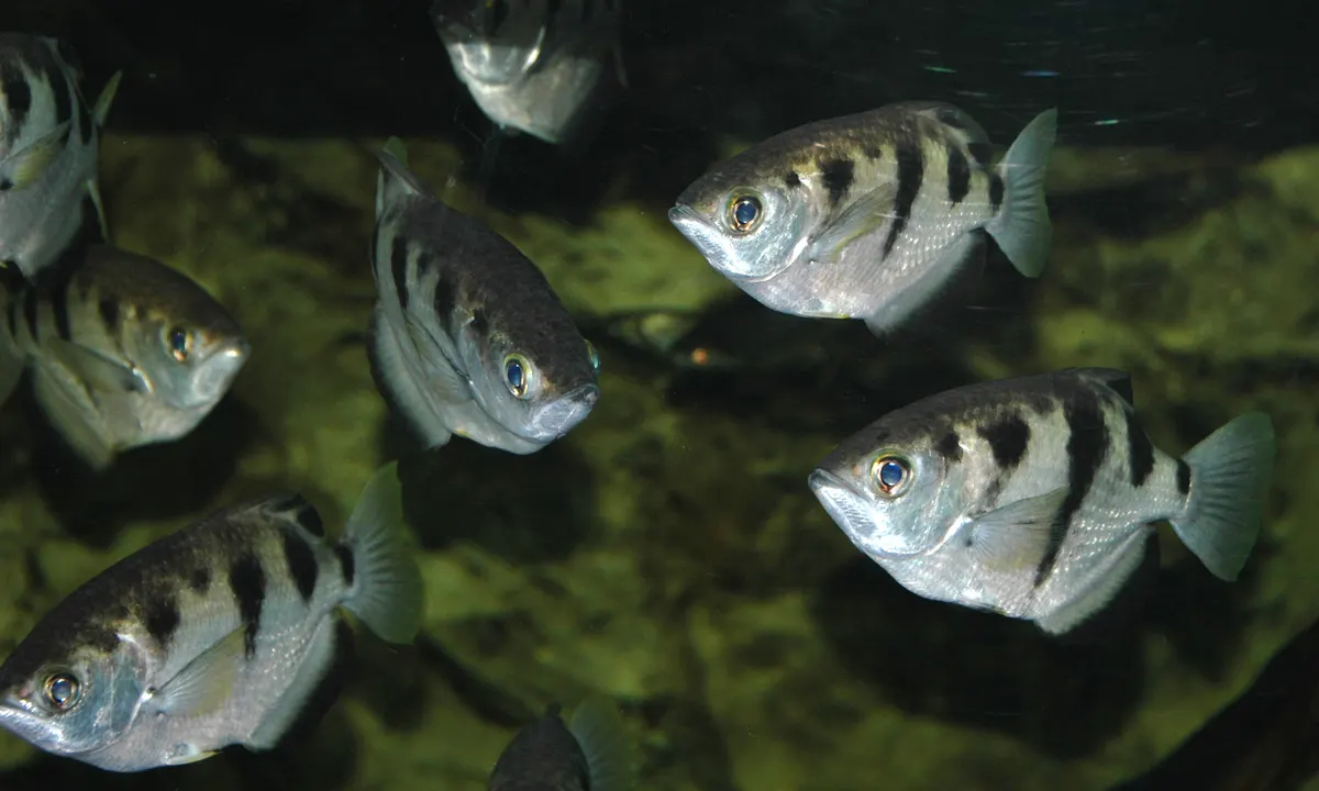 Archerfish positioned just below the water surface, tilting its sharp snout upward to target overhanging insects
