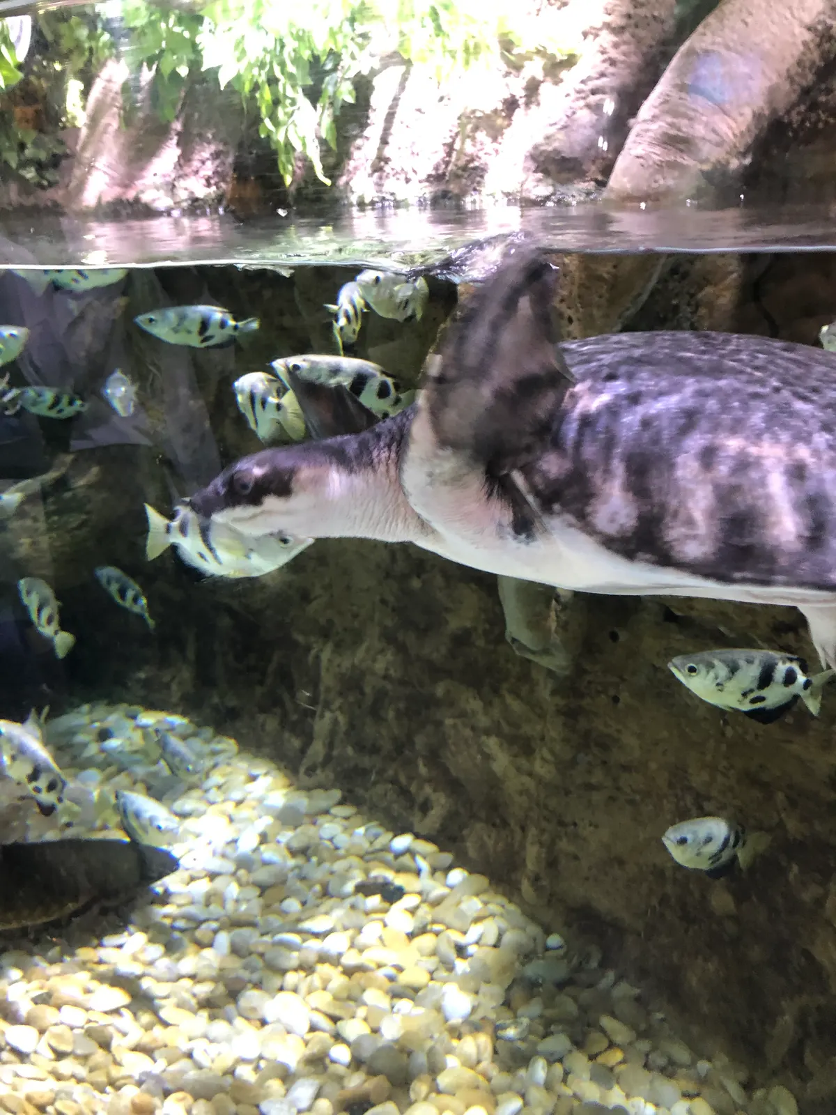 A harmonious school of archerfish swimming together in a large aquatic display