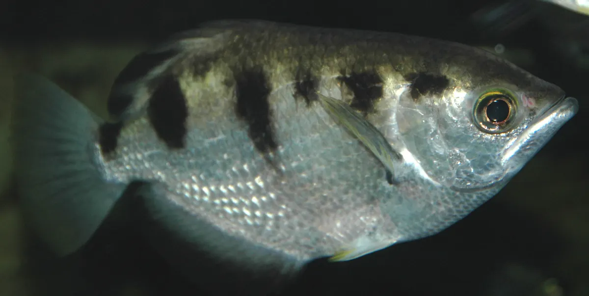 Archerfish leaping completely out of the water to grab an overhanging food item