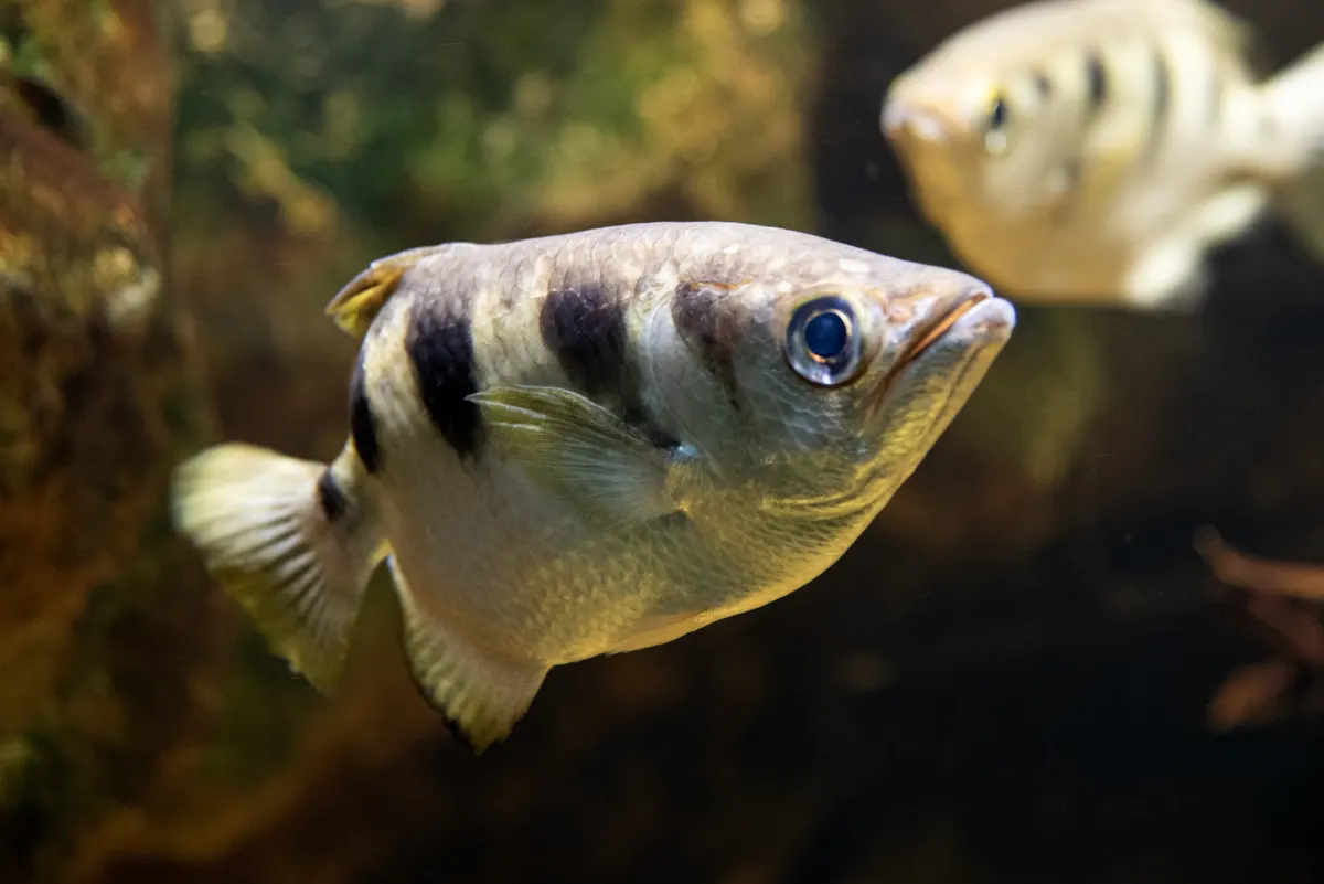 Banded archerfish navigating through submerged mangrove roots and aquatic flora