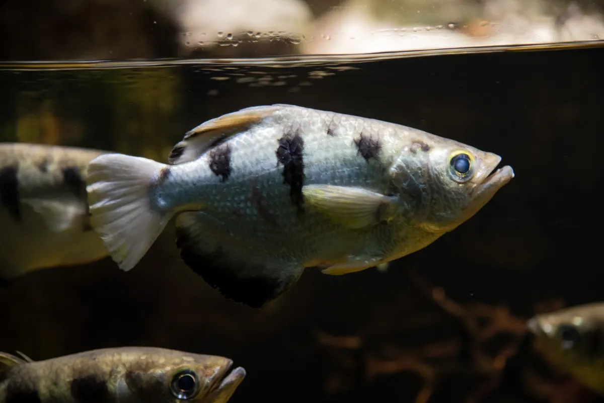 Banded archerfish near the water surface, showing its pointed snout and black vertical bars