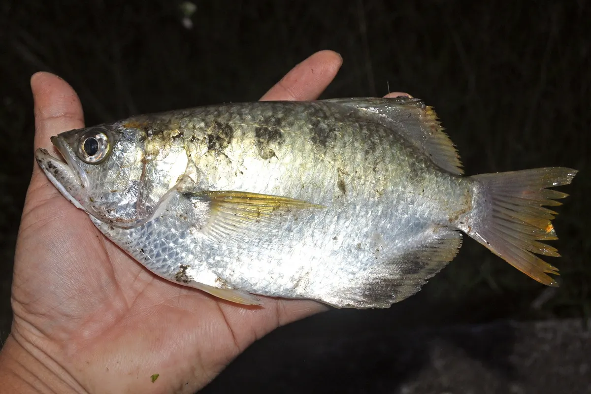 Archerfish thriving in the rich brackish estuaries of Southeast Asia