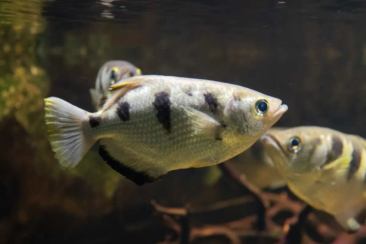 A mature banded archerfish showcasing its flattened dorsal profile and robust body shape