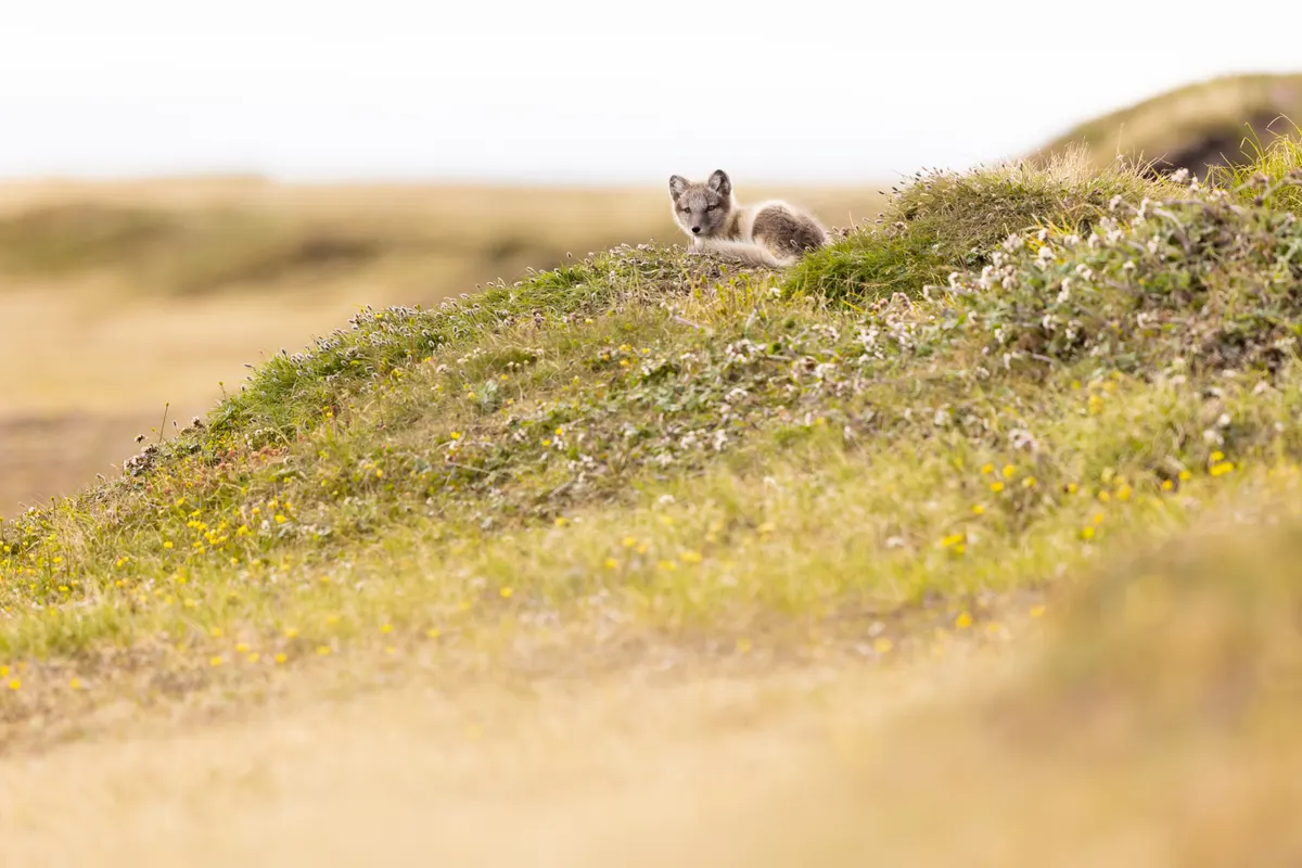 Young arctic fox curled on a hillside of tundra plants