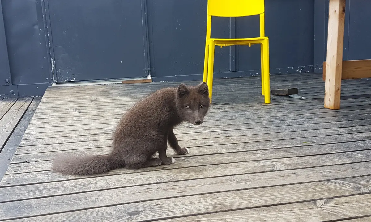 Brown summer-coated arctic fox alert on Icelandic ground