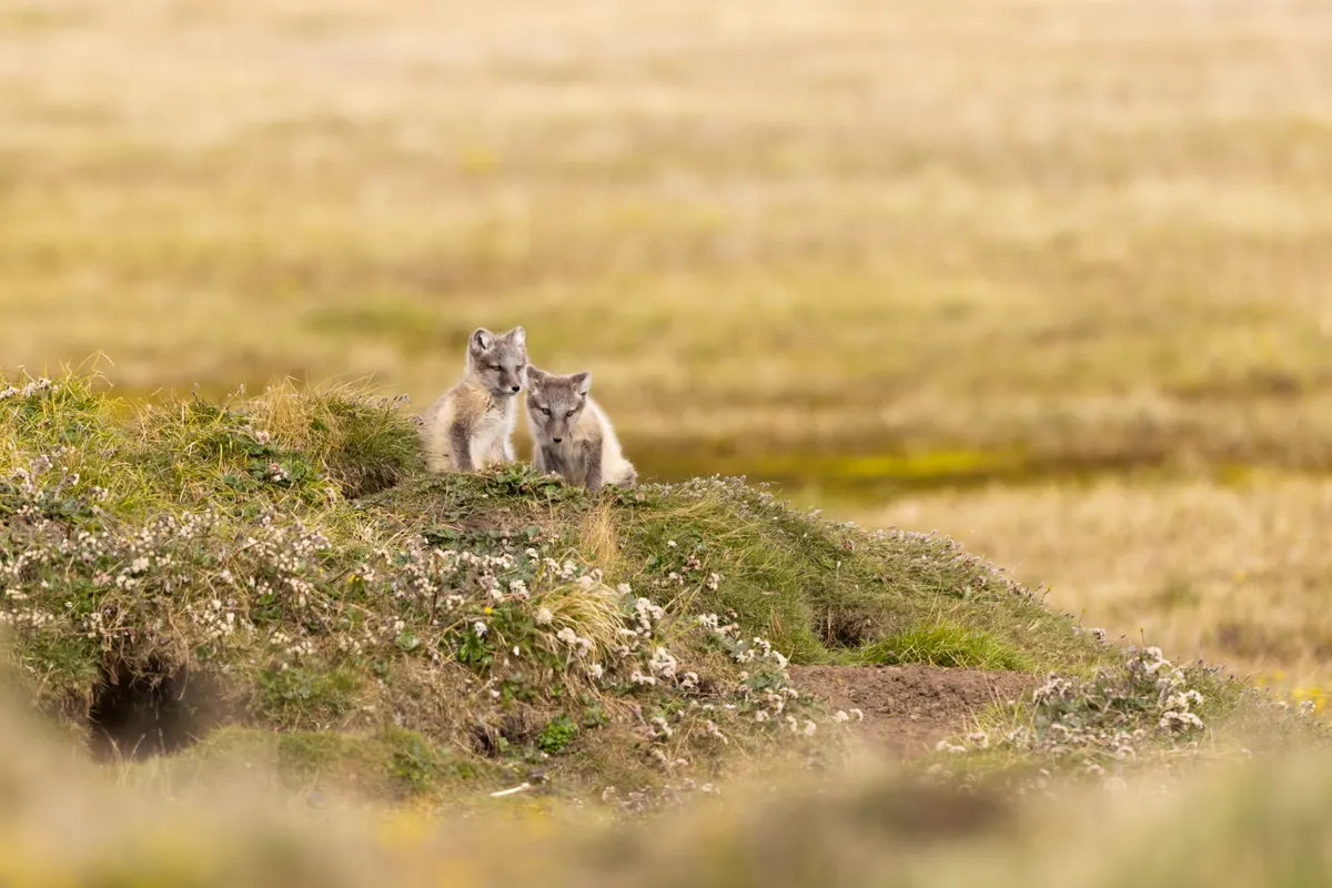 Pair of young arctic fox siblings on tundra near their den