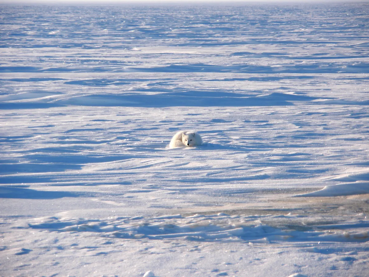 Arctic fox on open snow-covered Alaskan coastal plain