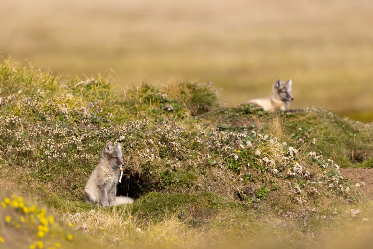 Canidae Animals