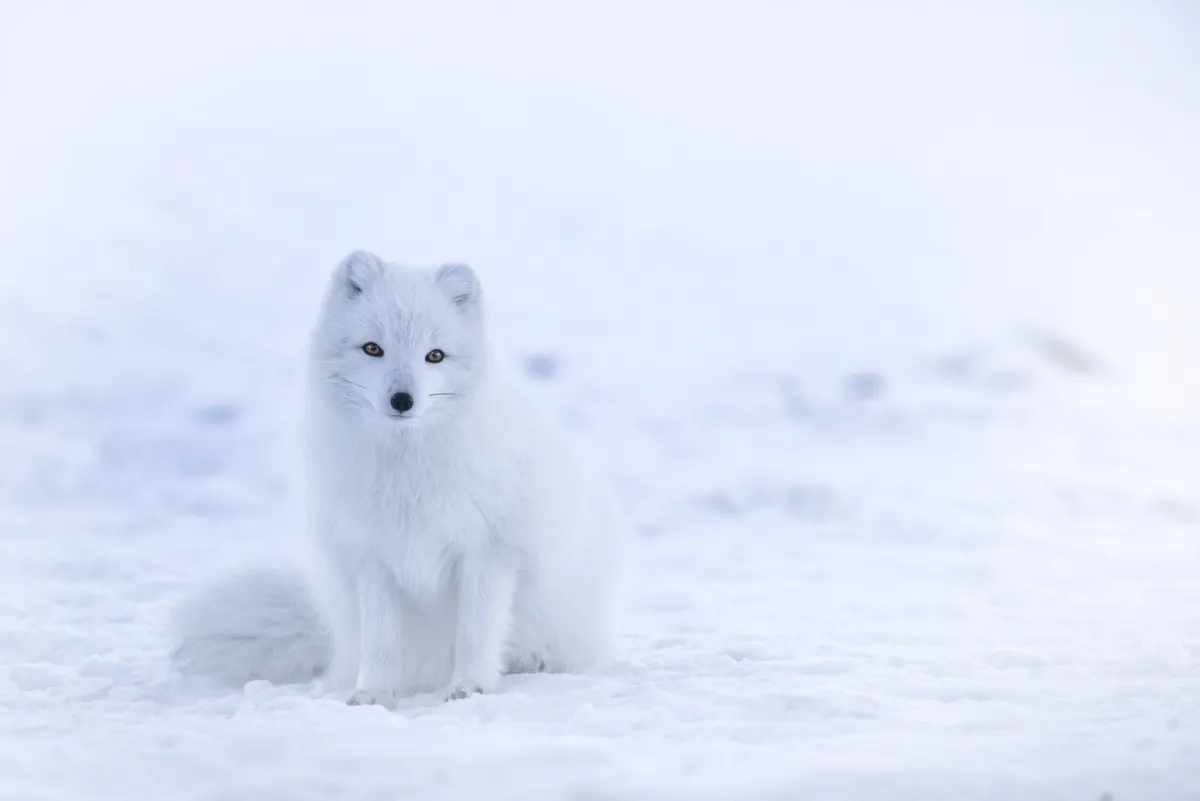 White arctic fox standing on snow in Iceland winter pelage