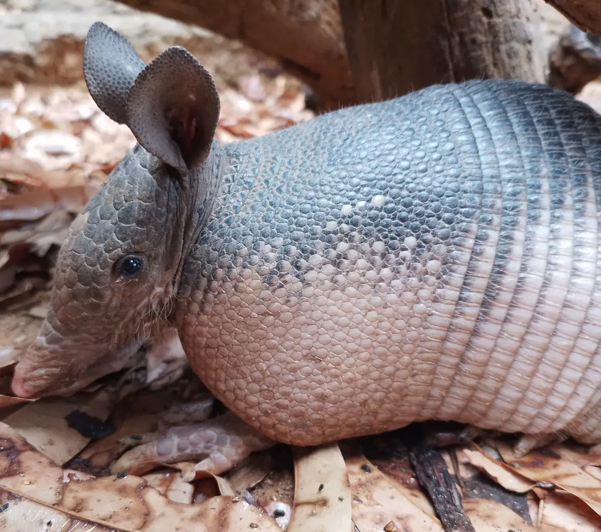 Young nine-banded armadillo on grass