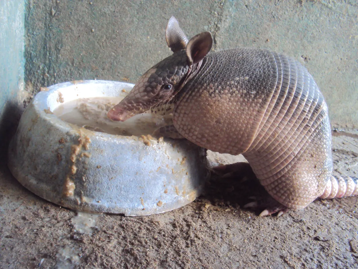 Nine-banded armadillo feeding with its long sticky tongue