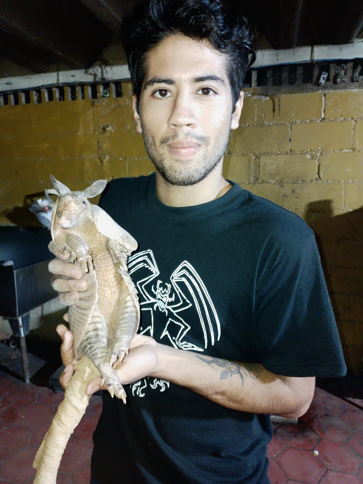Nine-banded armadillo with a keeper, showing its solitary temperament