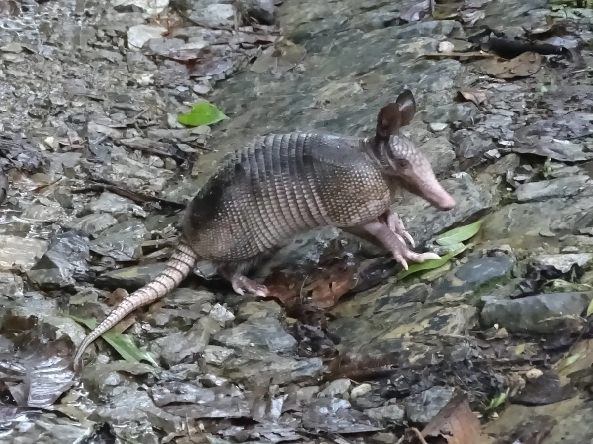 Nine-banded armadillo foraging alone across rocky ground