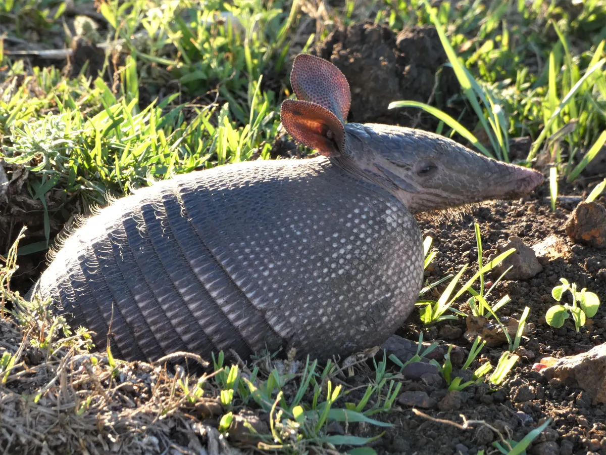 Nine-banded armadillo at the entrance of its burrow in grassland