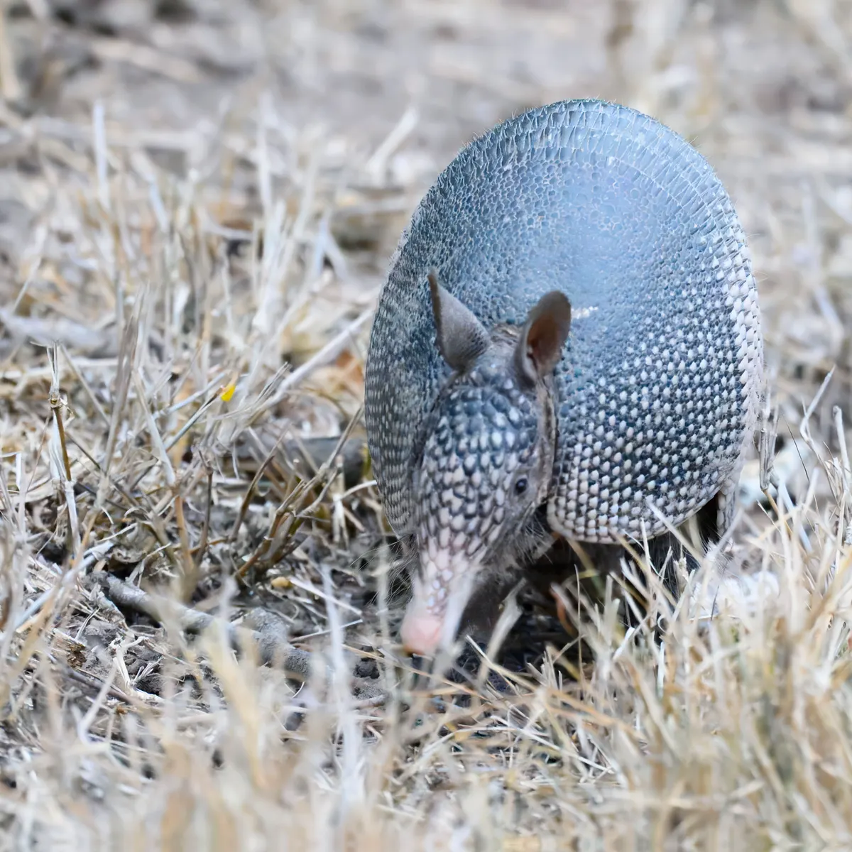 Nine-banded armadillo in tropical forest habitat on the Osa Peninsula