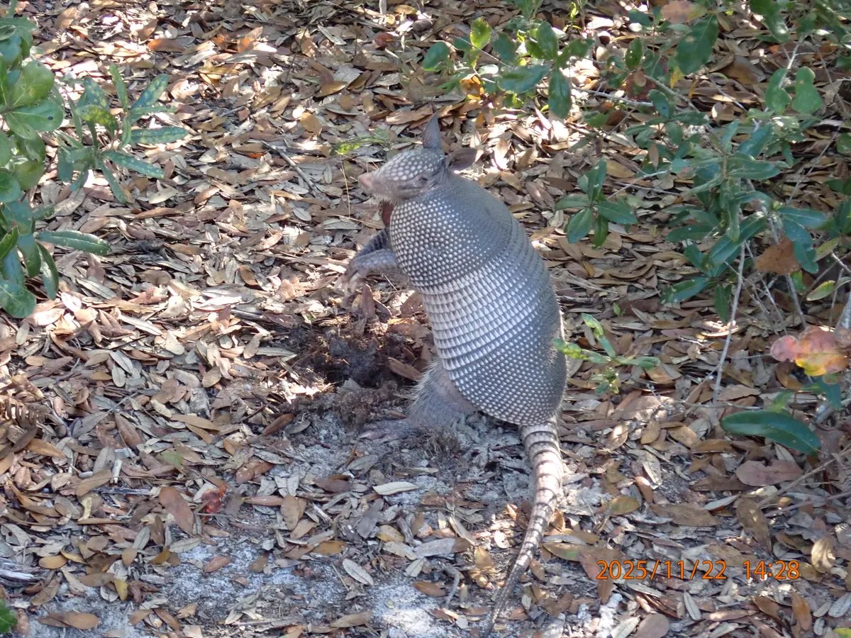 Armadillo digging in soil to uncover insects and grubs