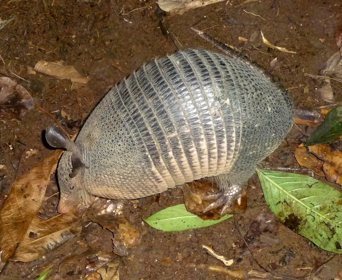 Nine-banded armadillo showing its bony armor shell on grassland