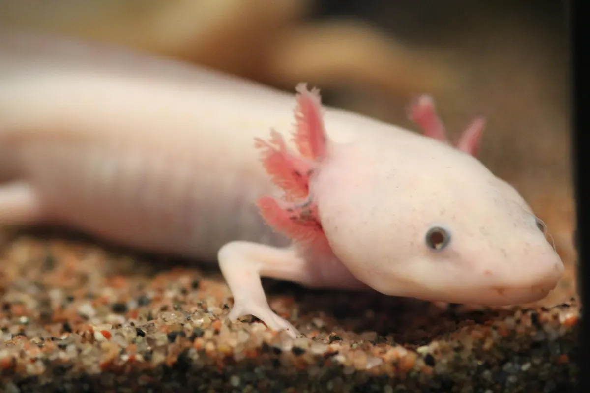 A young or baby Axolotl showing early development