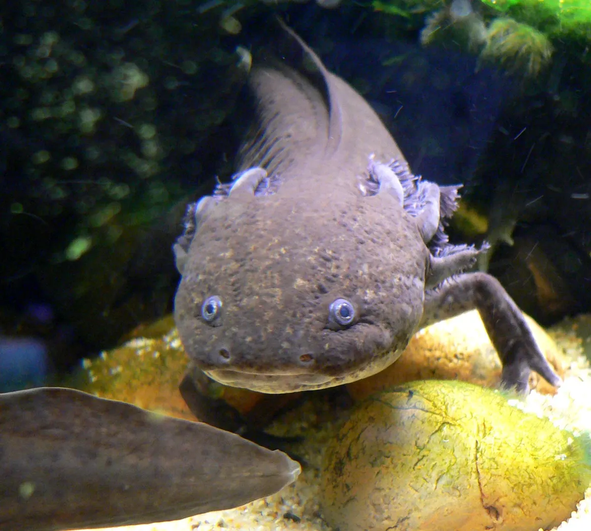 Close-up of an axolotl showing feathery external gills and a gentle smile