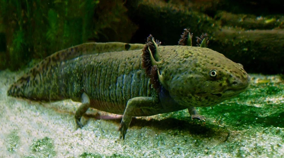 A young or baby Axolotl showing early development