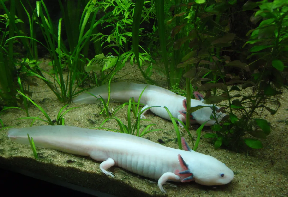 A Axolotl navigating its natural environment