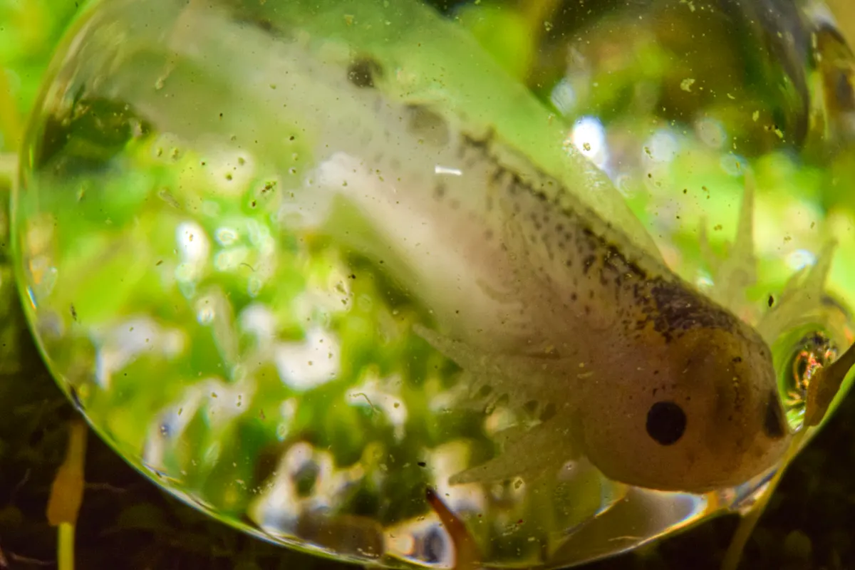 A group of Axolotls interacting with each other