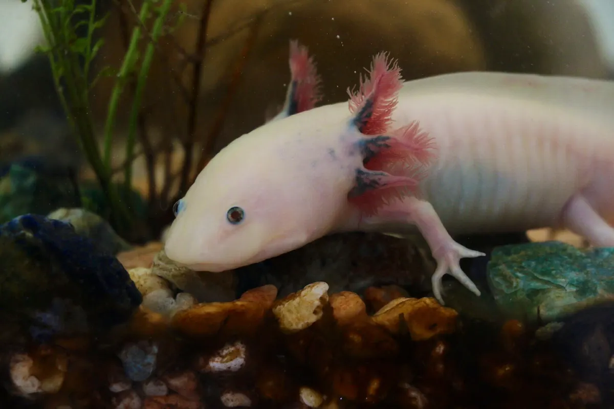 A Axolotl showing a unique behavior or adaptation