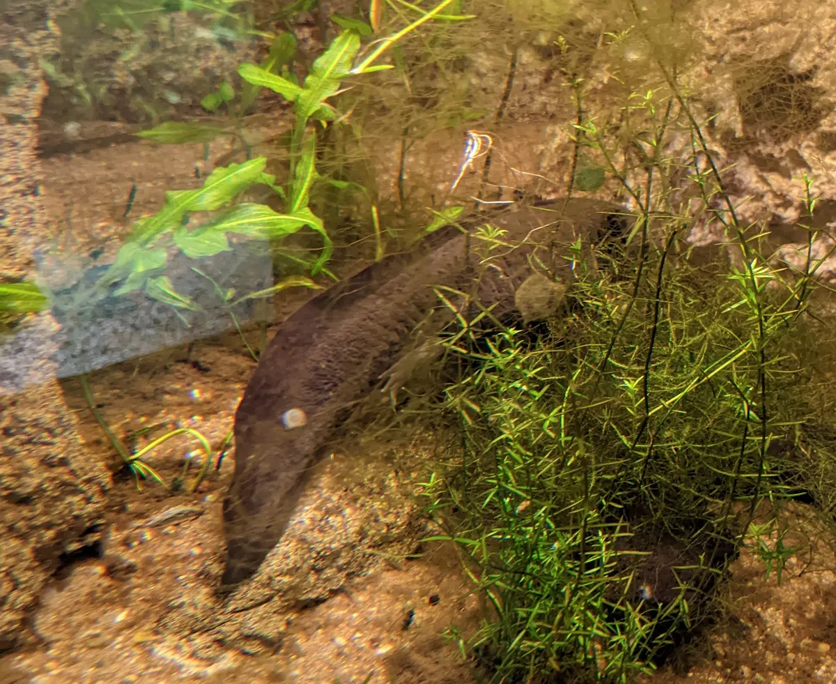 A Axolotl navigating its natural environment