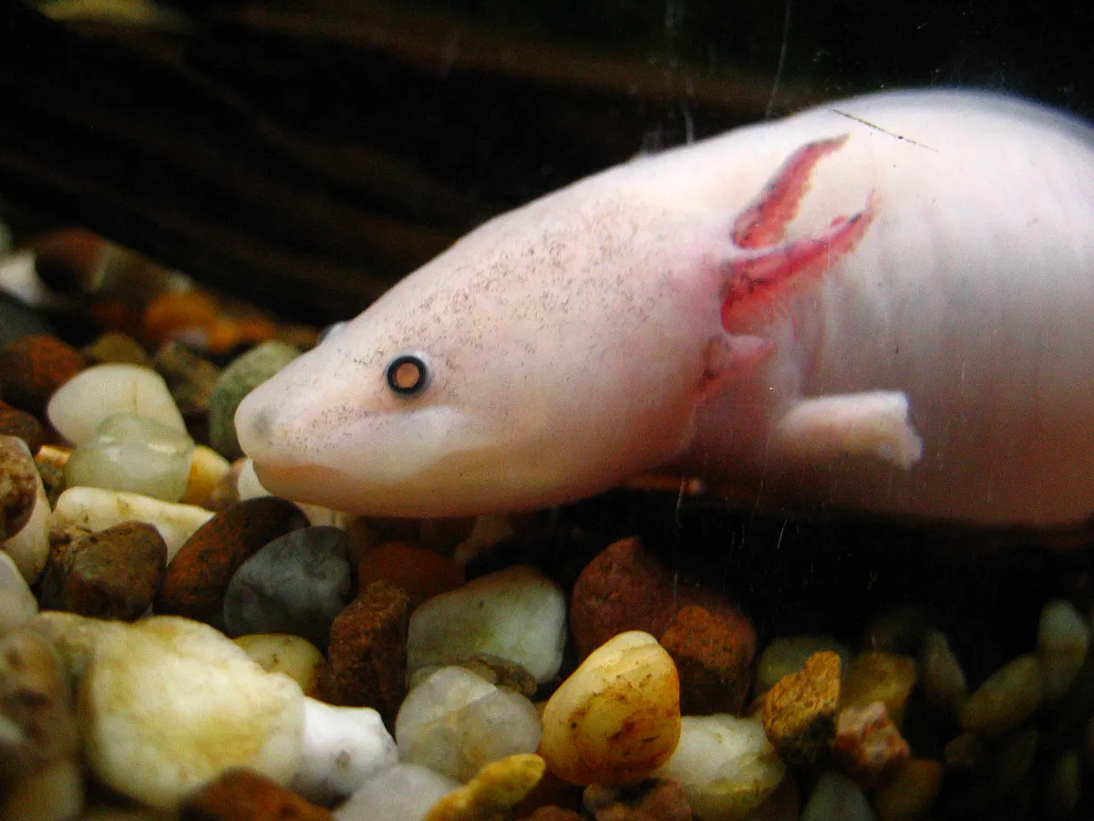 A photo showing the size of a Axolotl