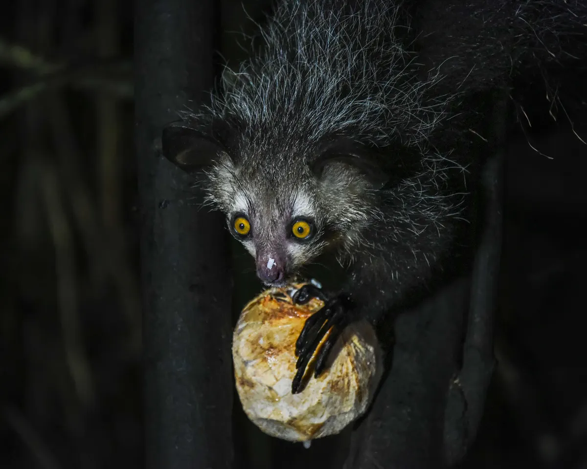 Wild aye-aye leaning along a branch while foraging in Madagascar