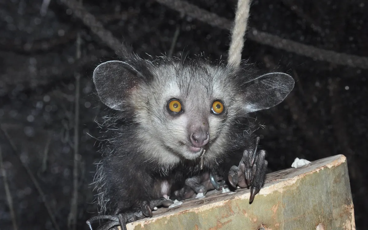 Aye-aye resting on branching timber in a wooded enclosure