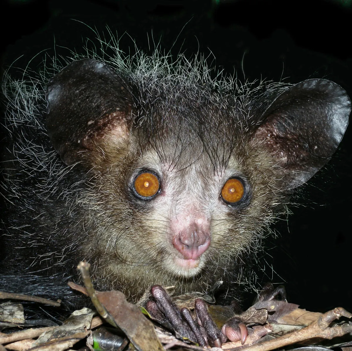 Wild aye-aye photographed in forest at night in Madagascar