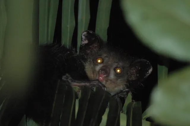 Captive aye-aye looking out through leafy branches