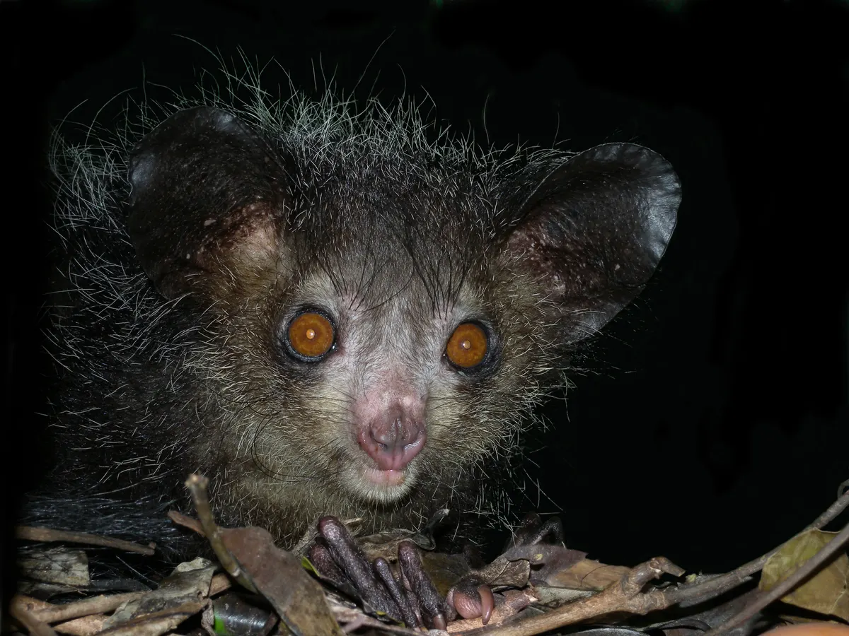 Aye-aye gripping a branch with large ears and a long middle finger visible