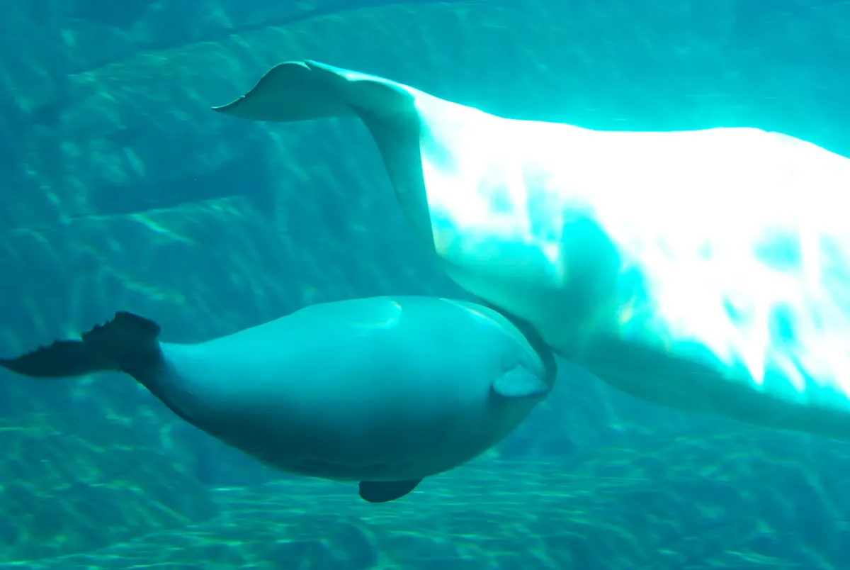 Mother beluga swimming with a small gray calf near the surface