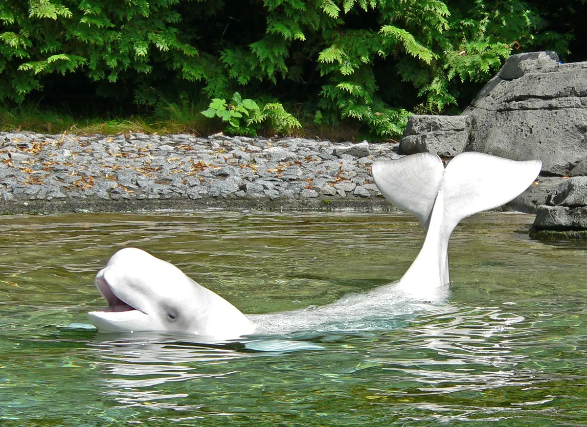 Beluga whale foraging in shallow water near the shore
